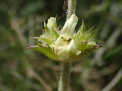 Sideritis fruticulosa