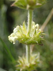 Sideritis fruticulosa