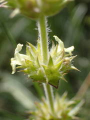 Sideritis fruticulosa