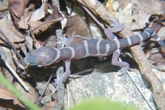 Coleonyx mitratus