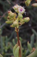 Stoeberia frutescens