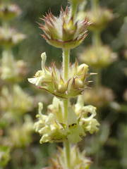 Sideritis fruticulosa