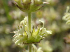 Sideritis fruticulosa
