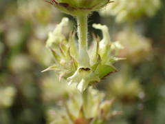 Sideritis fruticulosa