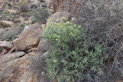 Stoeberia frutescens