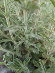 Sideritis fruticulosa