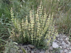 Sideritis fruticulosa