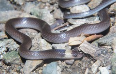 Enulius flavitorques