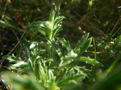 Sideritis fruticulosa