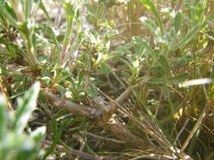 Sideritis fruticulosa