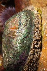 Haliotis midae