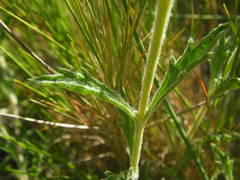 Sideritis fruticulosa