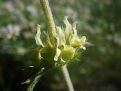 Sideritis fruticulosa