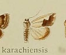 Emmelia karachiensis