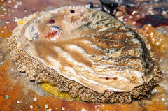 Haliotis midae