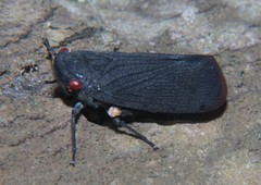 Acraephia perspicillata