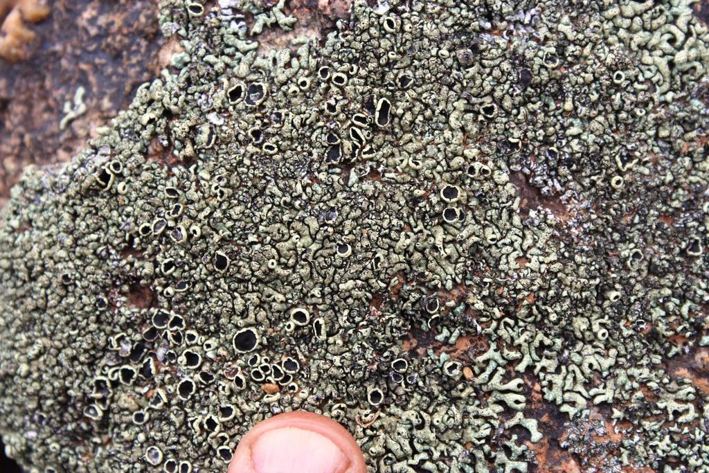 Namaqua Lichens