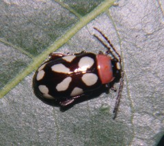 Omophoita simulans