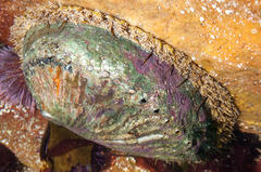 Haliotis midae