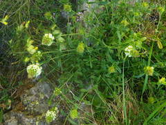 Sideritis hyssopifolia
