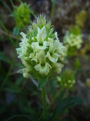 Sideritis hyssopifolia