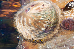 Haliotis midae