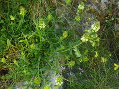 Sideritis hyssopifolia