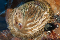 Haliotis midae