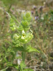 Sideritis hyssopifolia