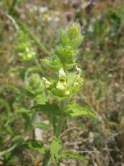 Sideritis hyssopifolia