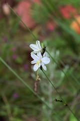 Chlorophytum fasciculatum