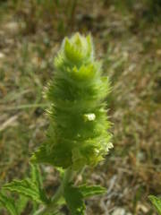 Sideritis hyssopifolia