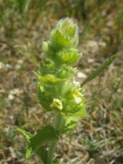 Sideritis hyssopifolia