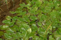 Potamogeton suboblongus