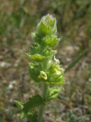 Sideritis hyssopifolia