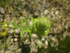 Sideritis hyssopifolia