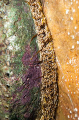 Haliotis midae