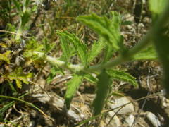 Sideritis hyssopifolia