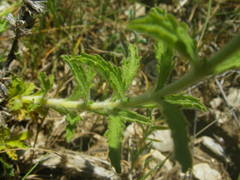 Sideritis hyssopifolia