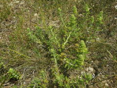 Sideritis hyssopifolia