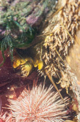 Haliotis midae