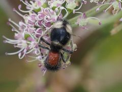 Mutilla marginata