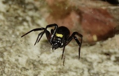 Steatoda cingulata