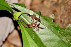 Heteropoda amphora