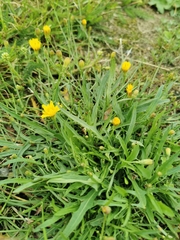 Scorzoneroides autumnalis