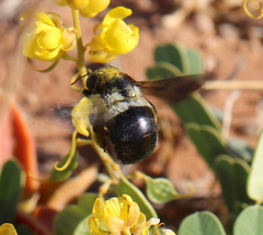 Xylocopa