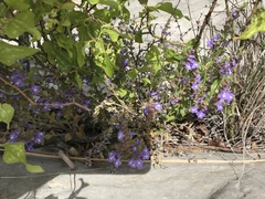 Scutellaria wrightii