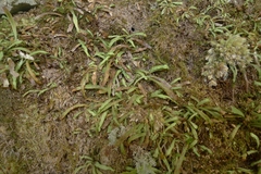 Notogrammitis ciliata