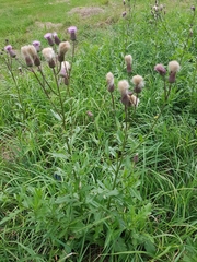 Cirsium arvense