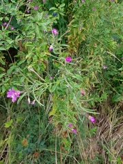 Epilobium hirsutum